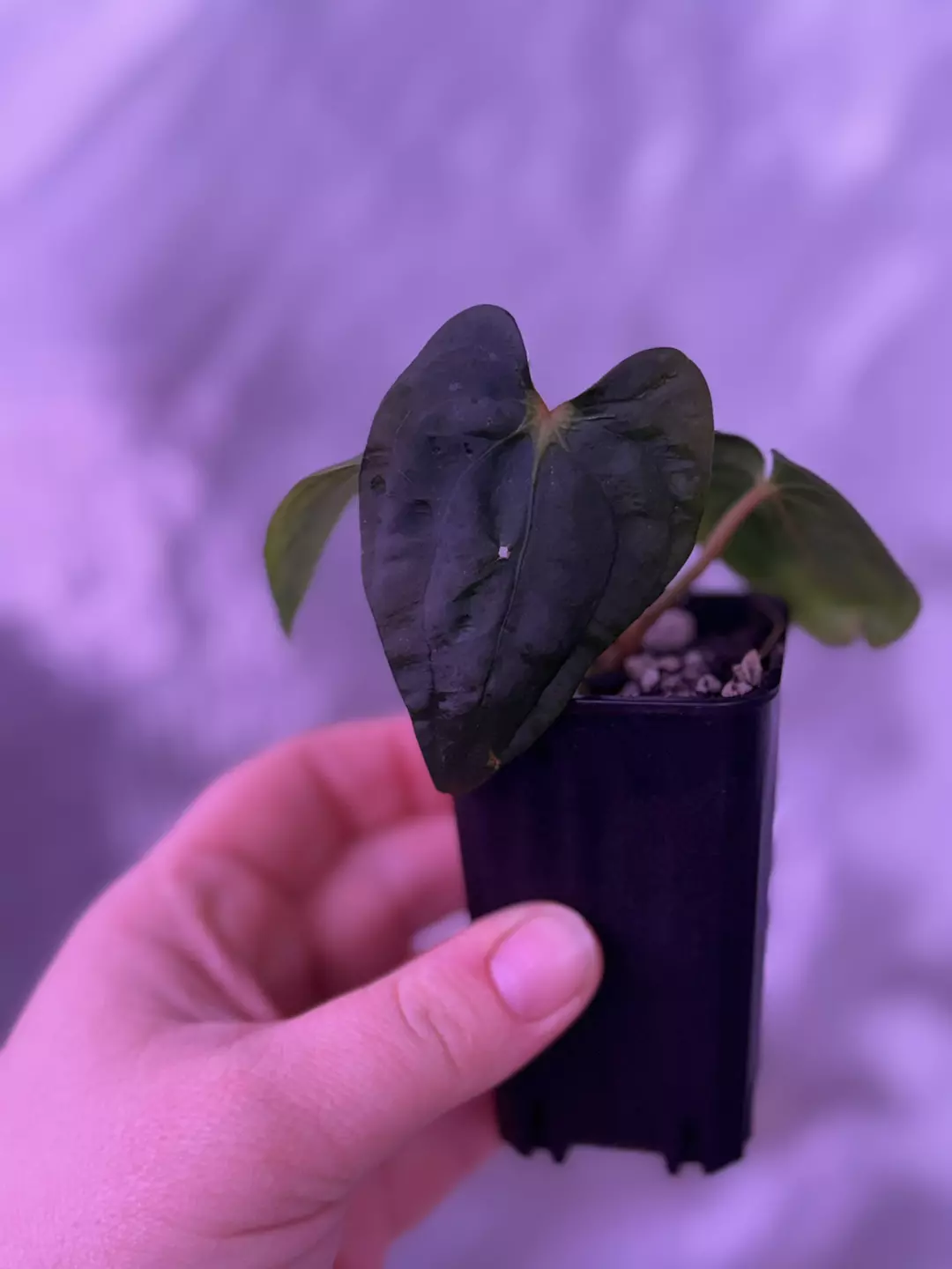 Black Pap x BVEP (B) thumbnail