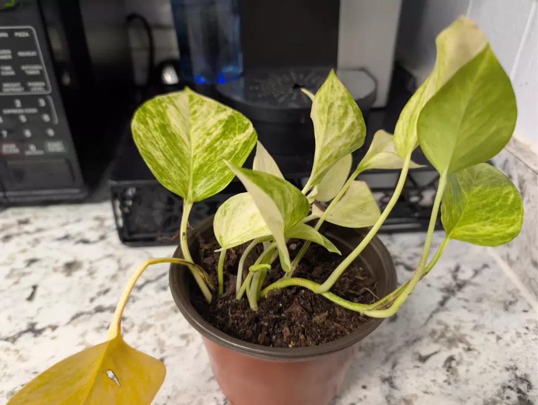 Golden pothos thumbnail