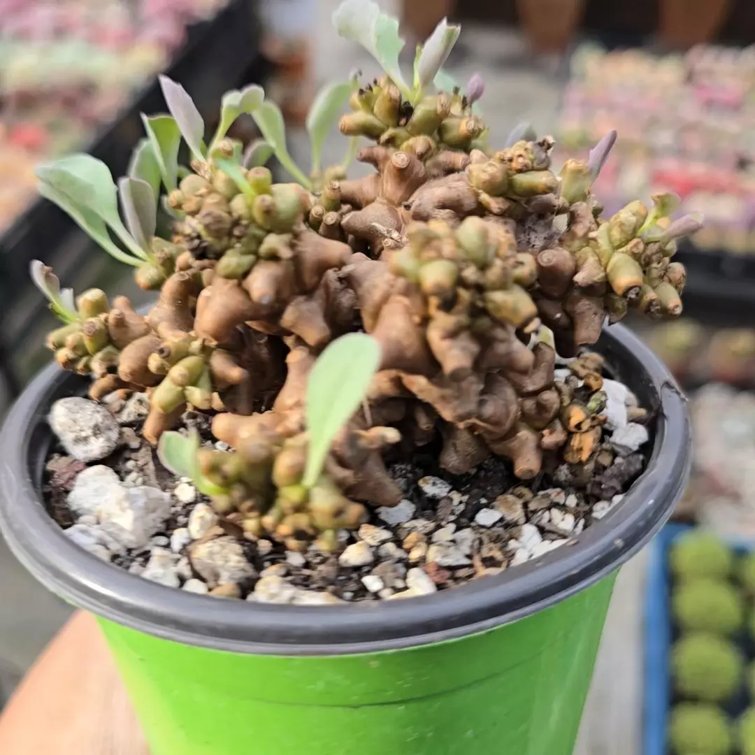 Othonna Herrei thumbnail