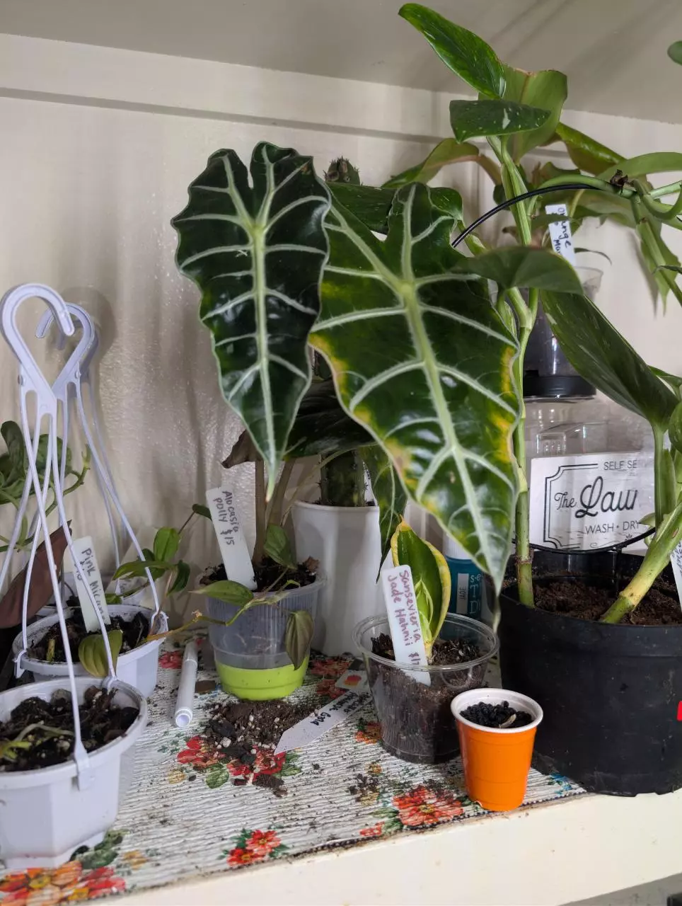 Alocasia polly thumbnail