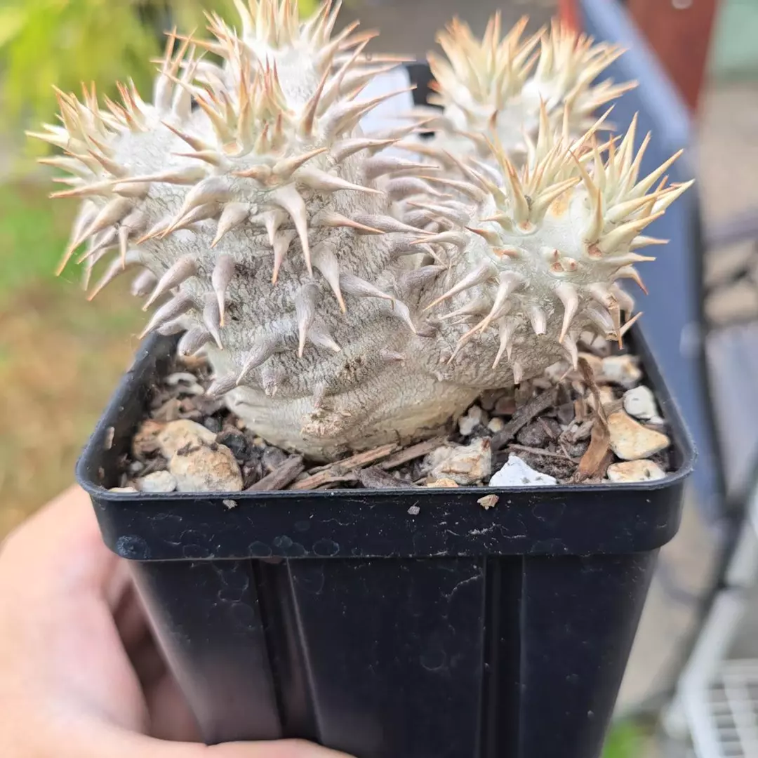 Pachypodium Brevicaule x Densiflorum  thumbnail