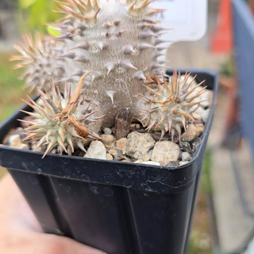 Pachypodium Brevicaule x Densiflorum  thumbnail