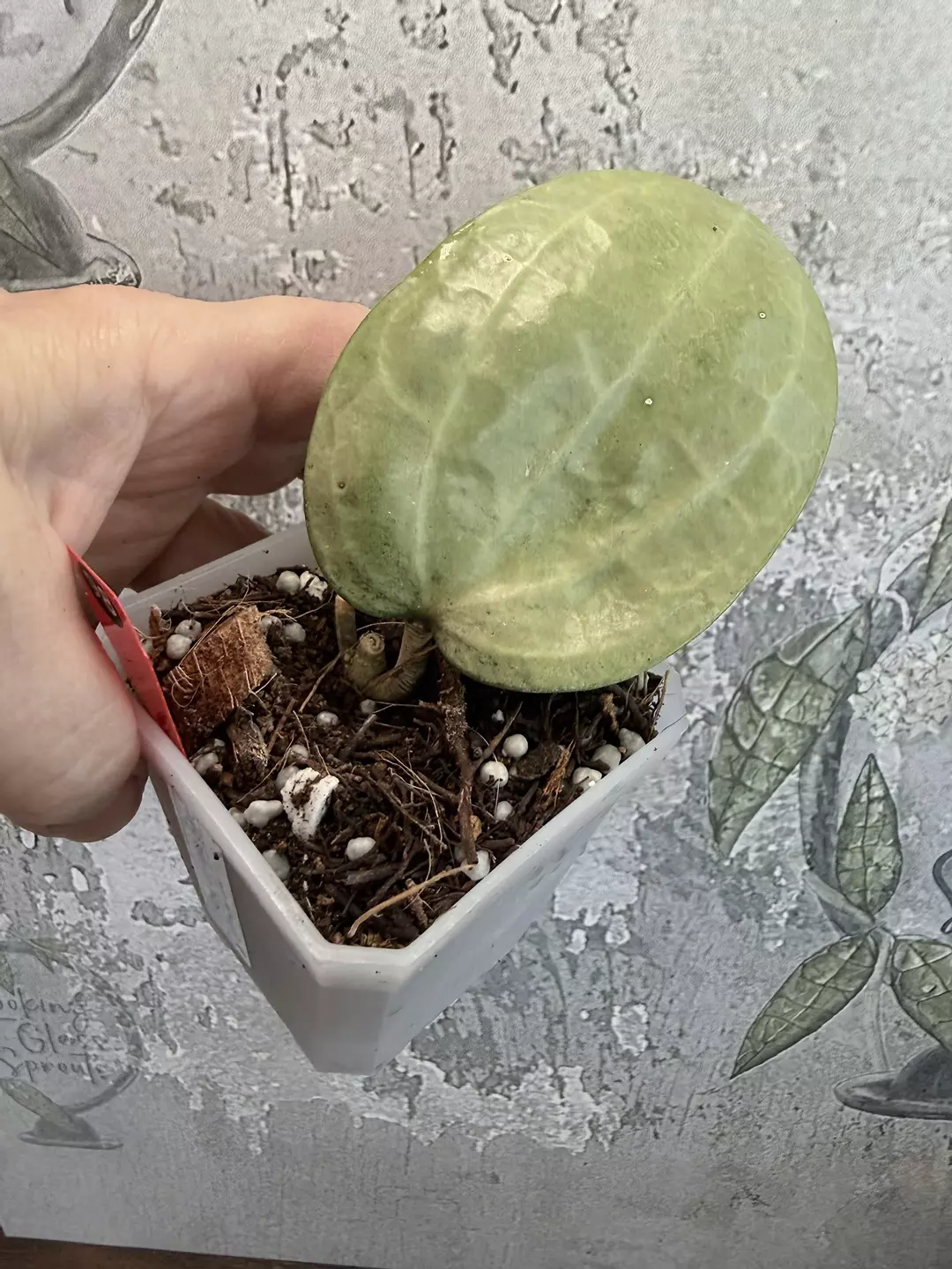 R98 Hoya latifolia Silver thumbnail