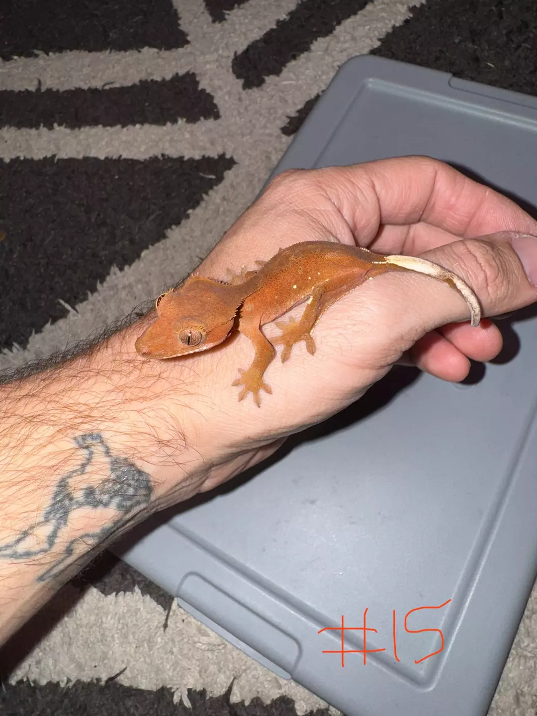 Crested Gecko 15 thumbnail