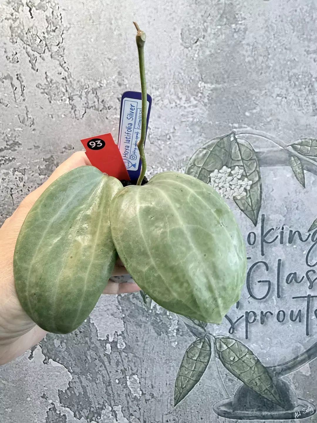 R93 Hoya latifolia Silver thumbnail