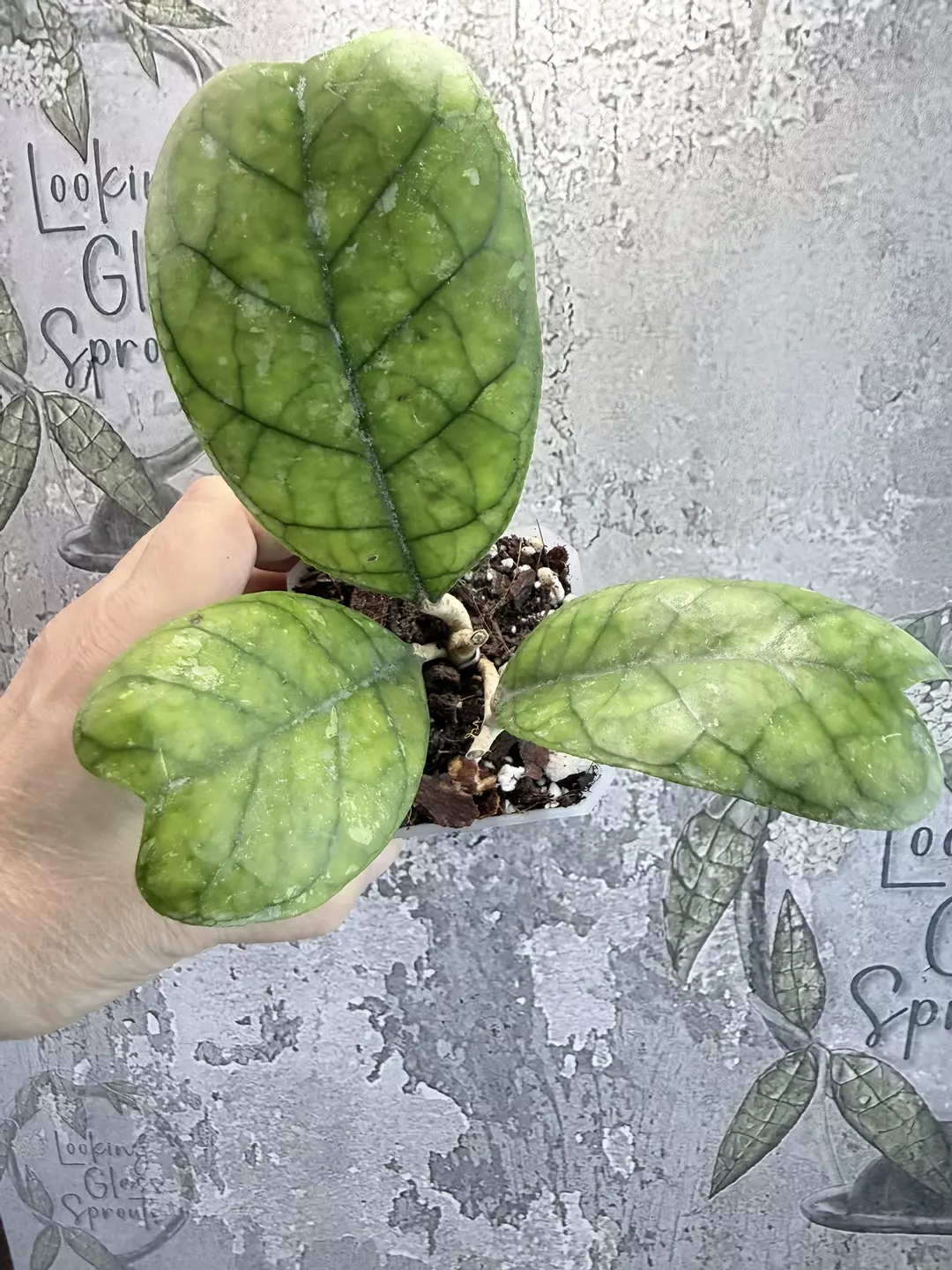 R84 Hoya deykeae thumbnail