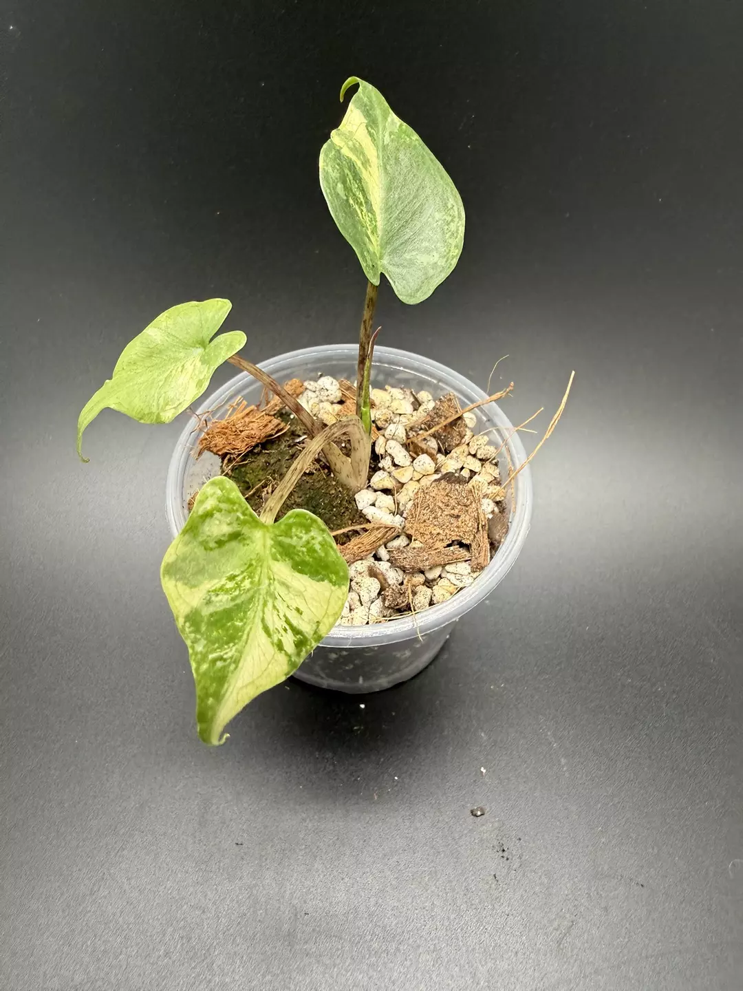 Stingray Aurea-TC grown thumbnail