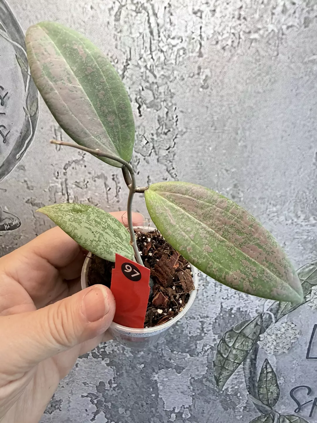 R97 Hoya 'Strawberry Matcha' (UPT008 wibergiae Silver) thumbnail