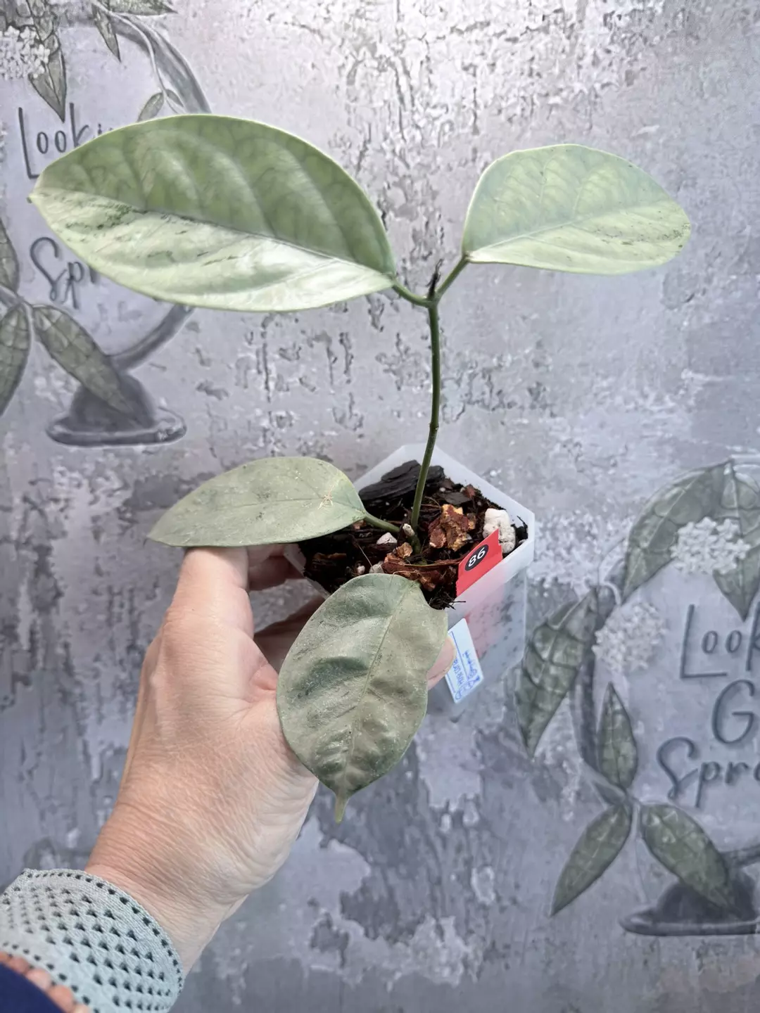 R86 Hoya coriacea Silver thumbnail