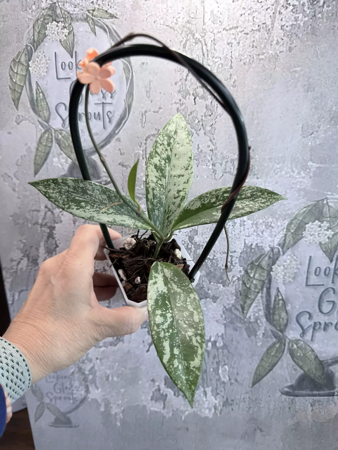 R85 Hoya pubicalyx Reva thumbnail