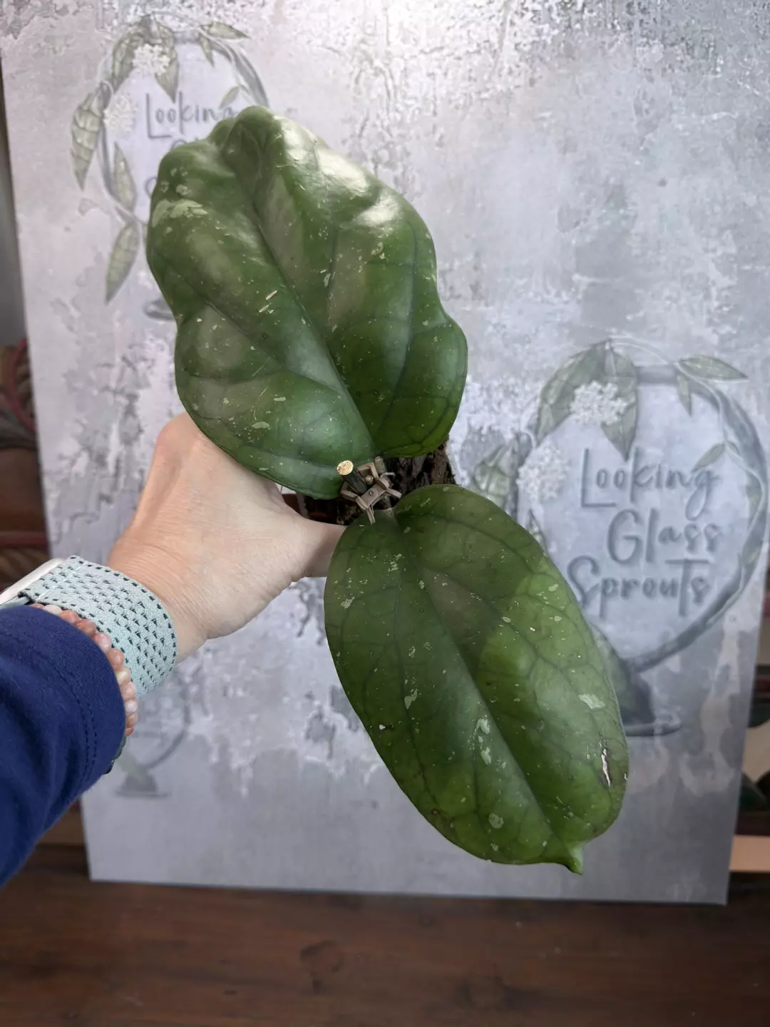 R100 Hoya 'Elephant' AH027 thumbnail