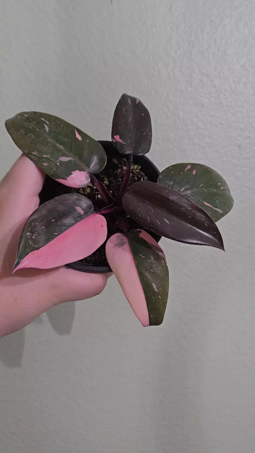 Philo Pink Princess Marble thumbnail