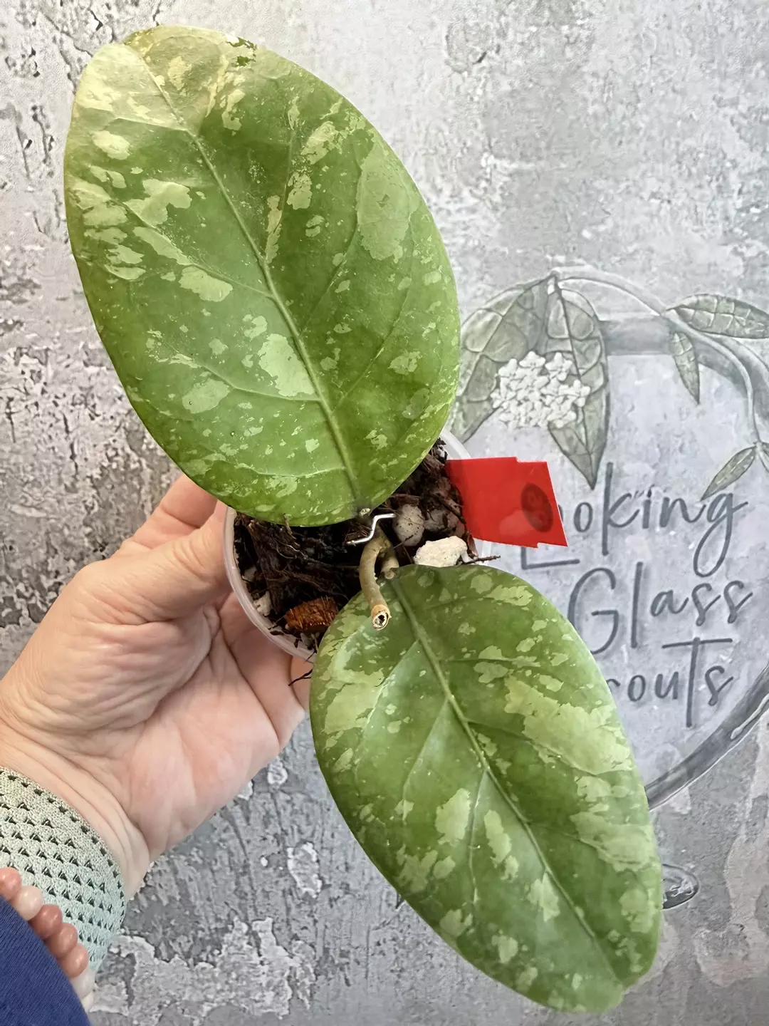 R96 Hoya sp Aceh Gunung Kapi thumbnail