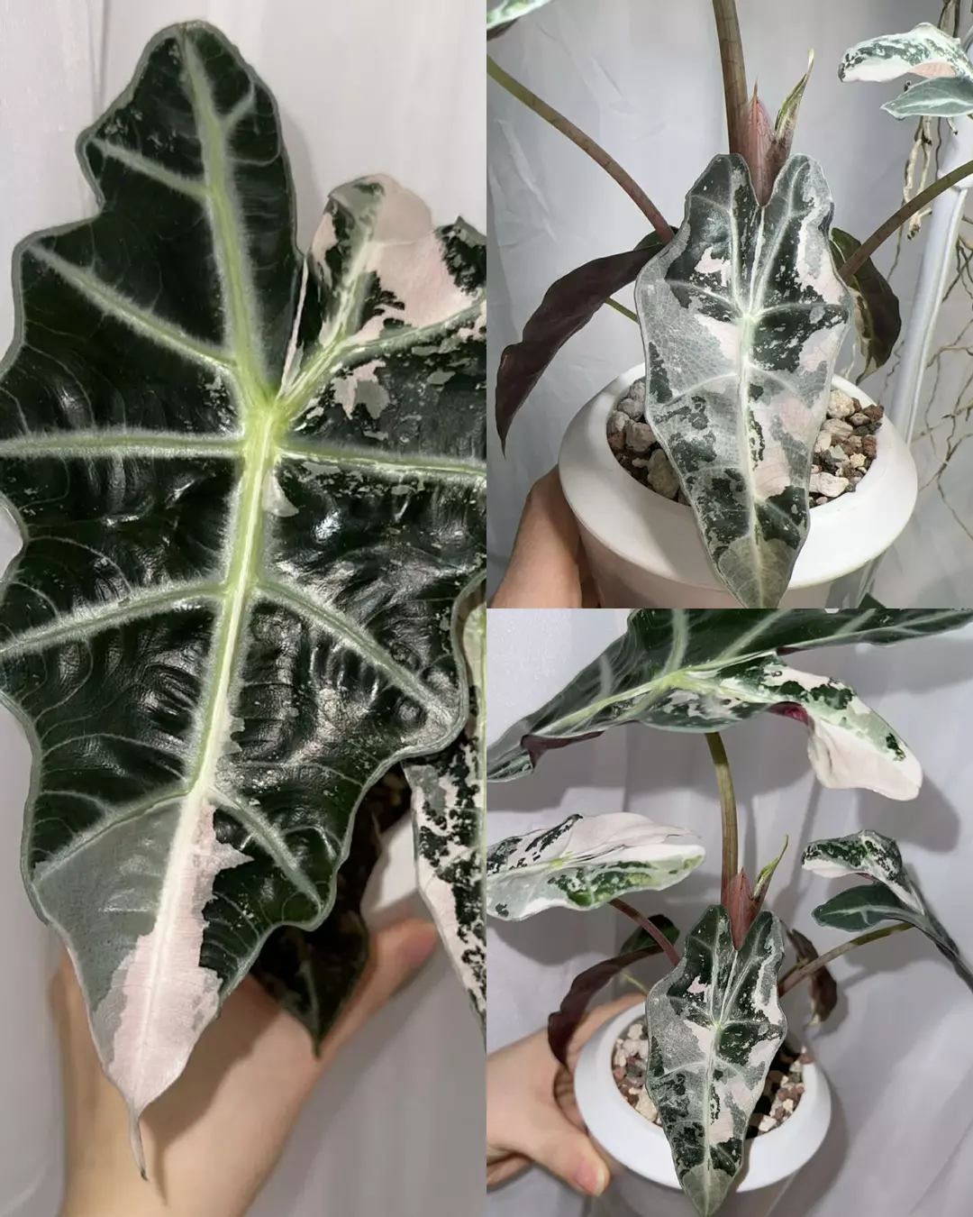 Pink Amazonica CORMS thumbnail