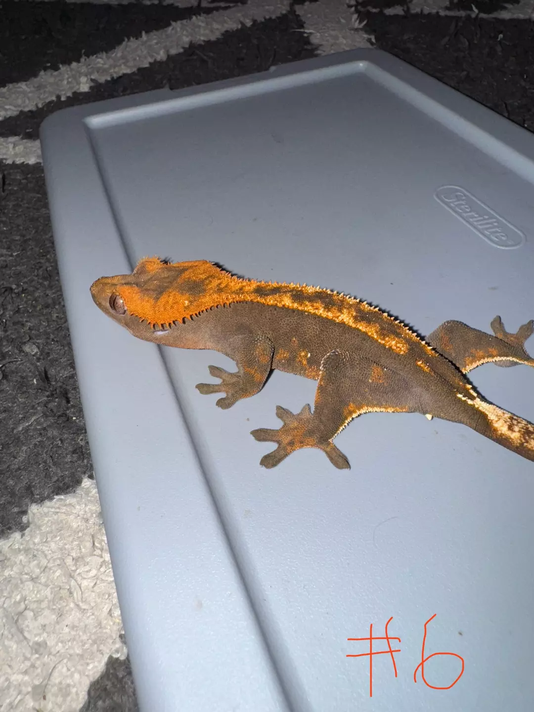 Crested Gecko #6 thumbnail