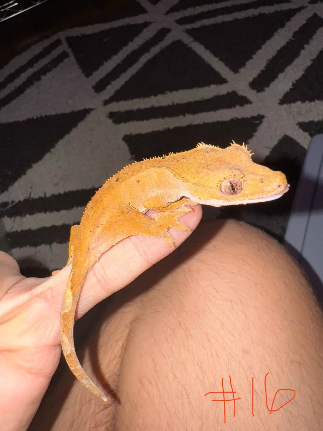 Crested Gecko #16 thumbnail