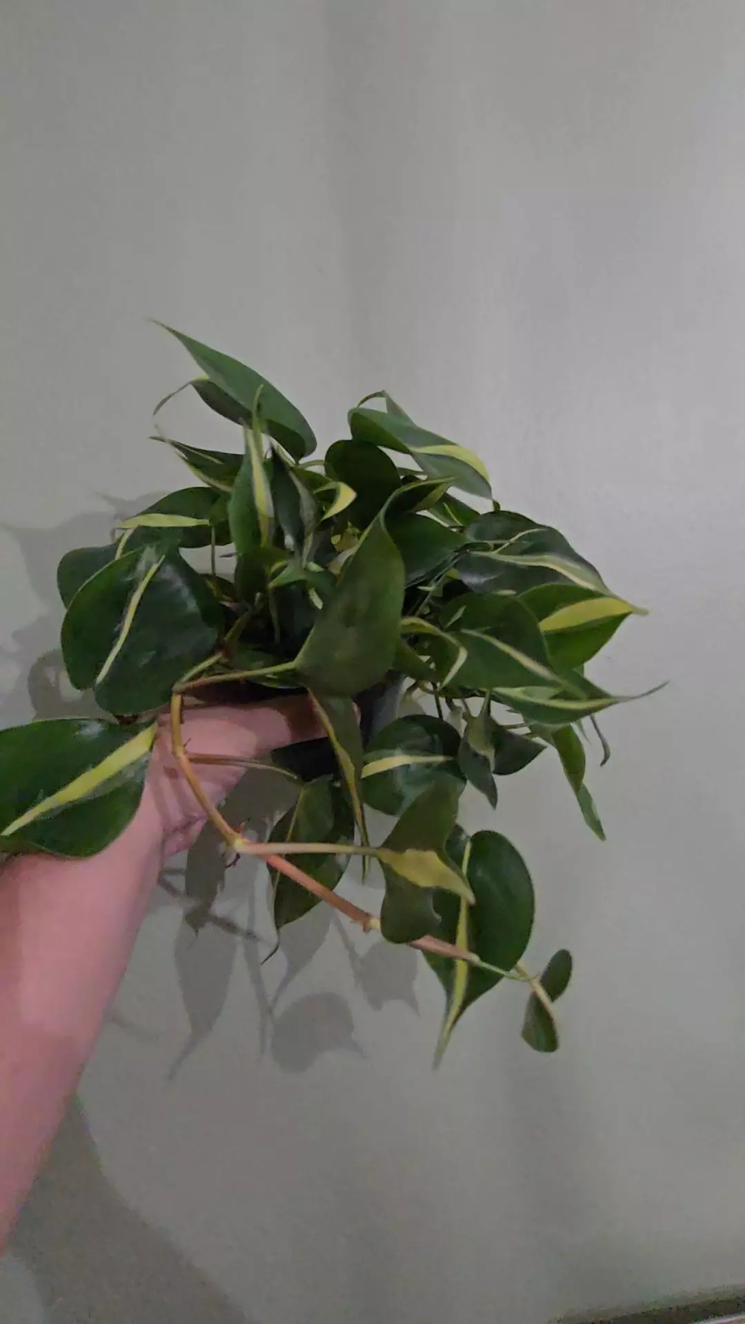 Philo Silver Stripe thumbnail