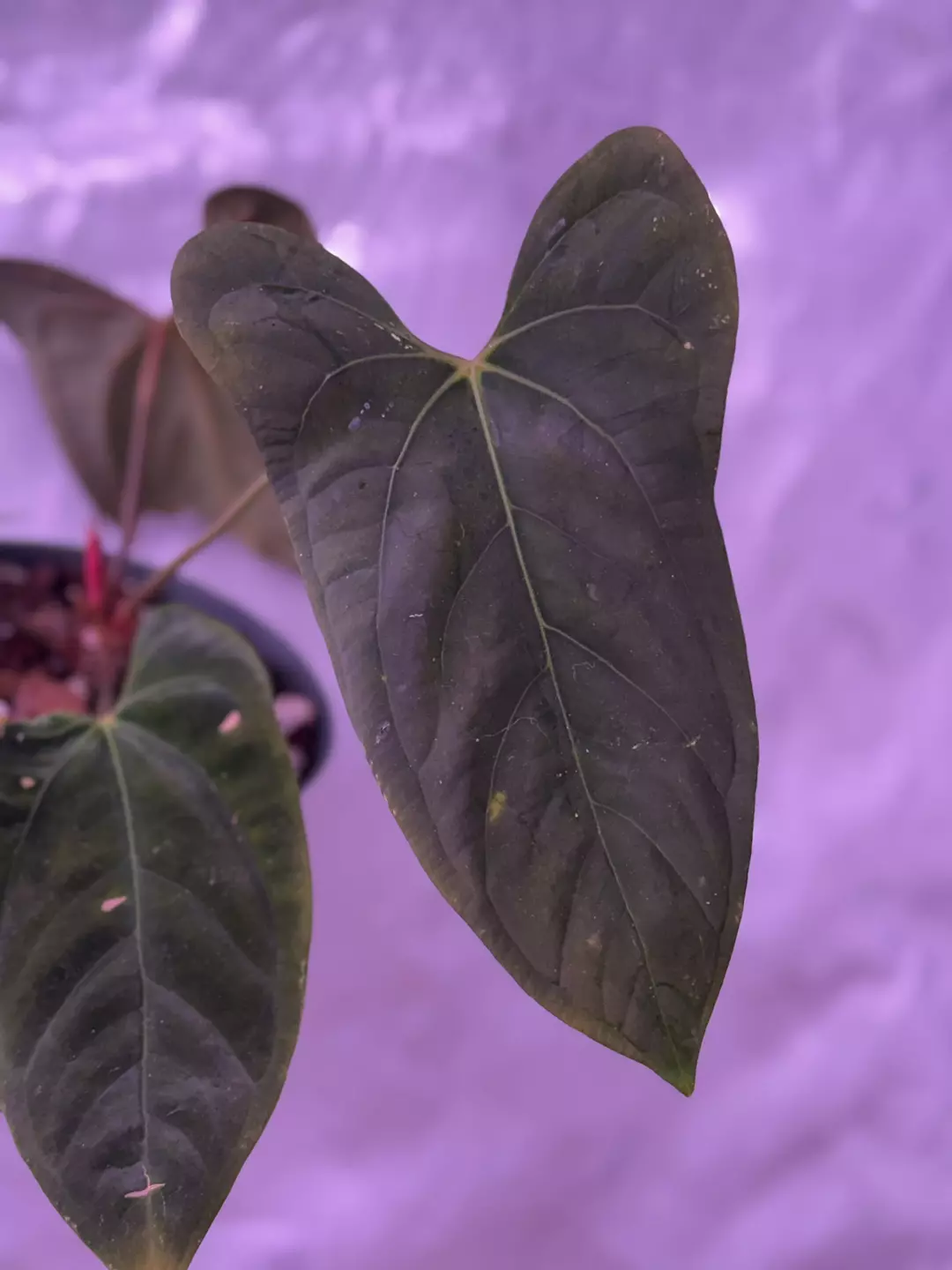 Long Long Bullet x Dorito Port *In cataphyl* thumbnail