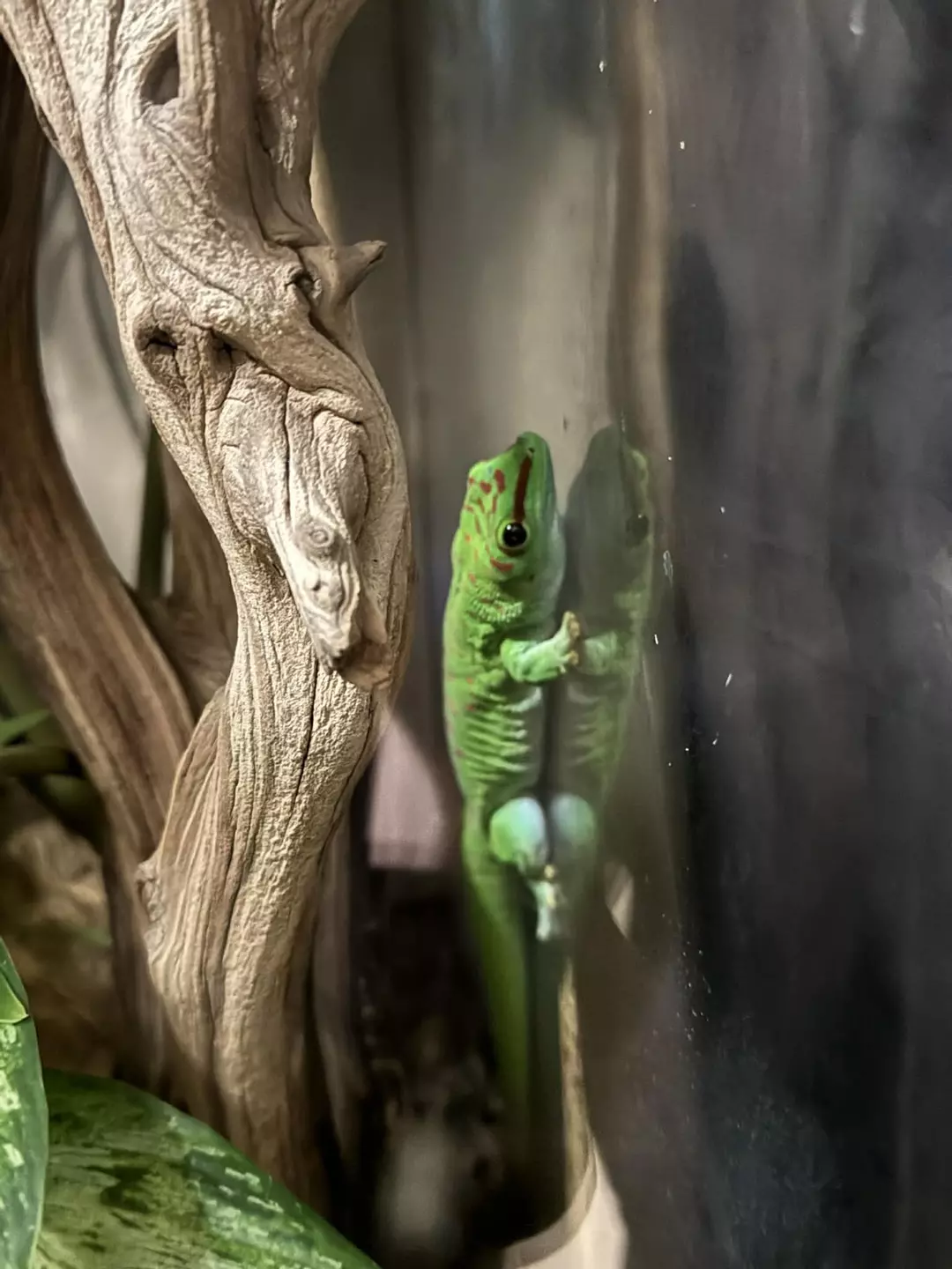 Adult Crimson Giant Day Gecko Pair thumbnail
