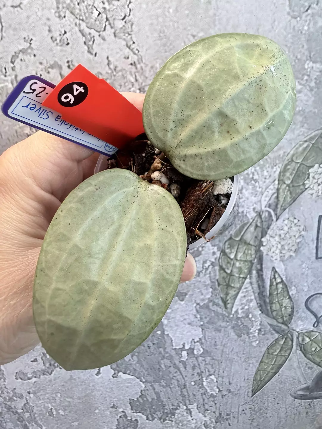 R94 Hoya latifolia Silver thumbnail