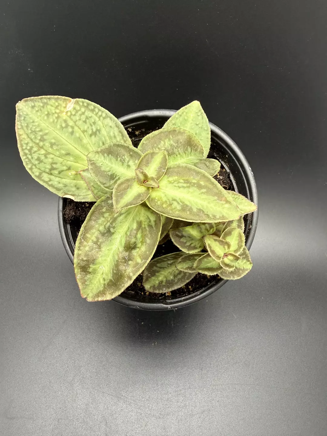 Sonerila cantonensis Stapf. sp. Vietnam thumbnail