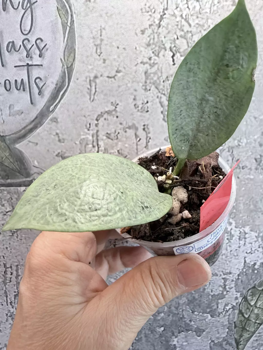 R87 Hoya nervosa 'Jokul' (Silver) thumbnail