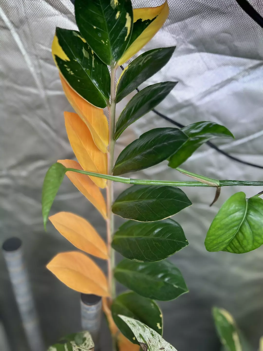 Variegated ZZ cutting thumbnail