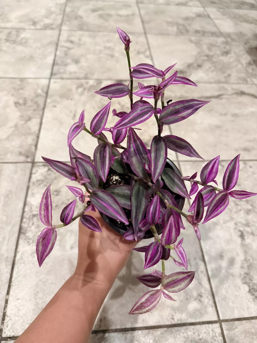Pink Paradise Tradescantia thumbnail
