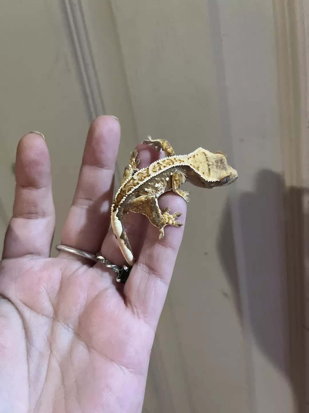 CrIs06 - crazy snowflake harlequin - white dots will expand. mom and full coverage sibling pictured thumbnail