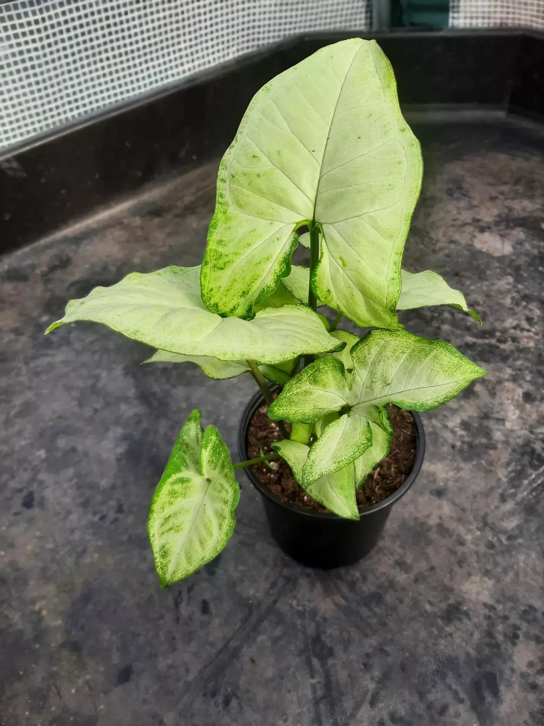 White Butterfly Syngonium thumbnail