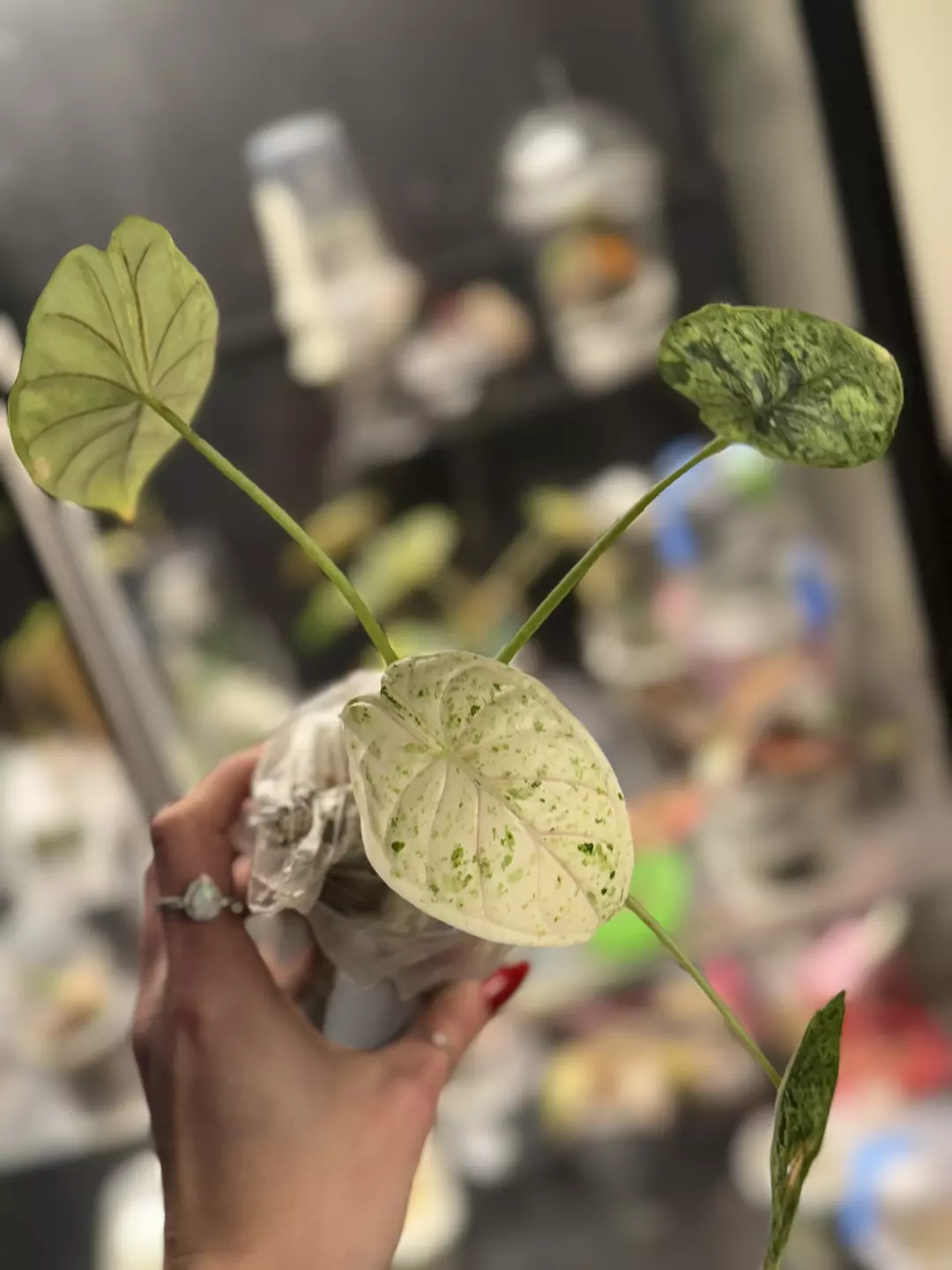 Alocaisa Dragon Scale Mint thumbnail