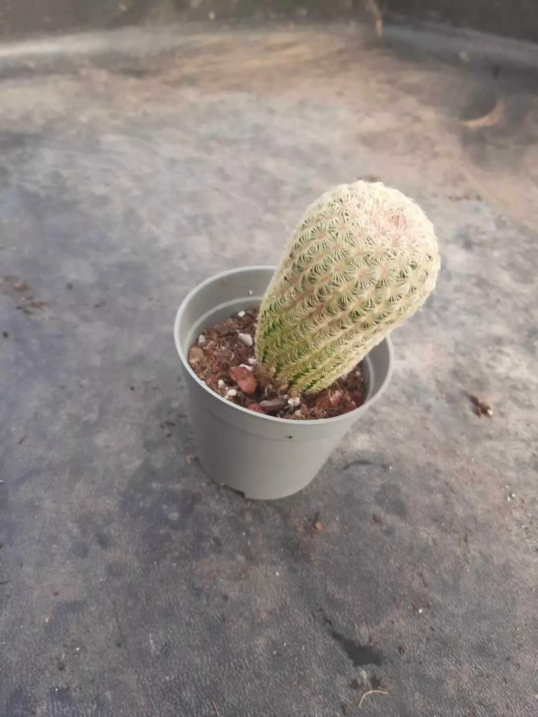 Rainbow Cactus thumbnail