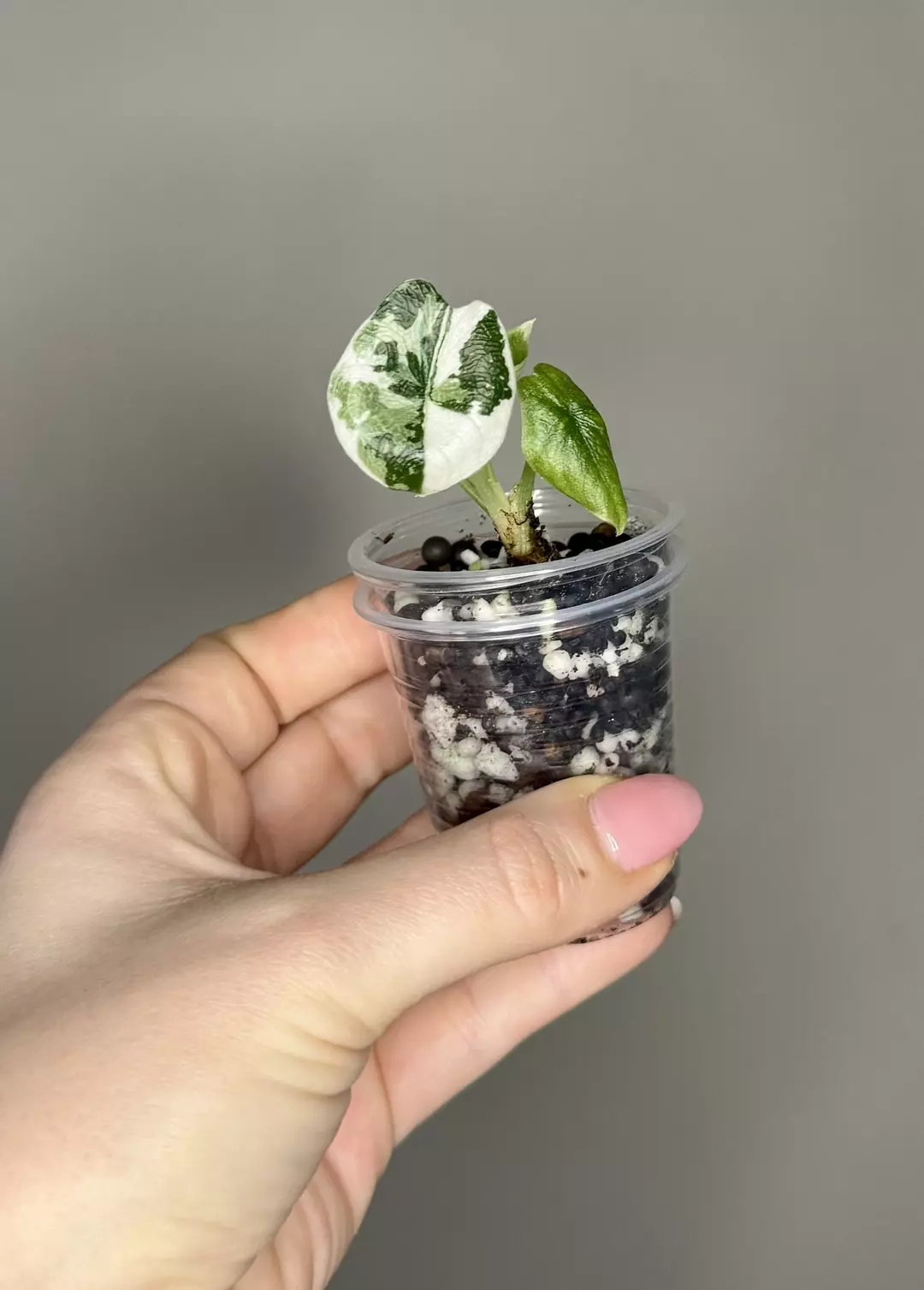 Alocasia Melo Albo thumbnail