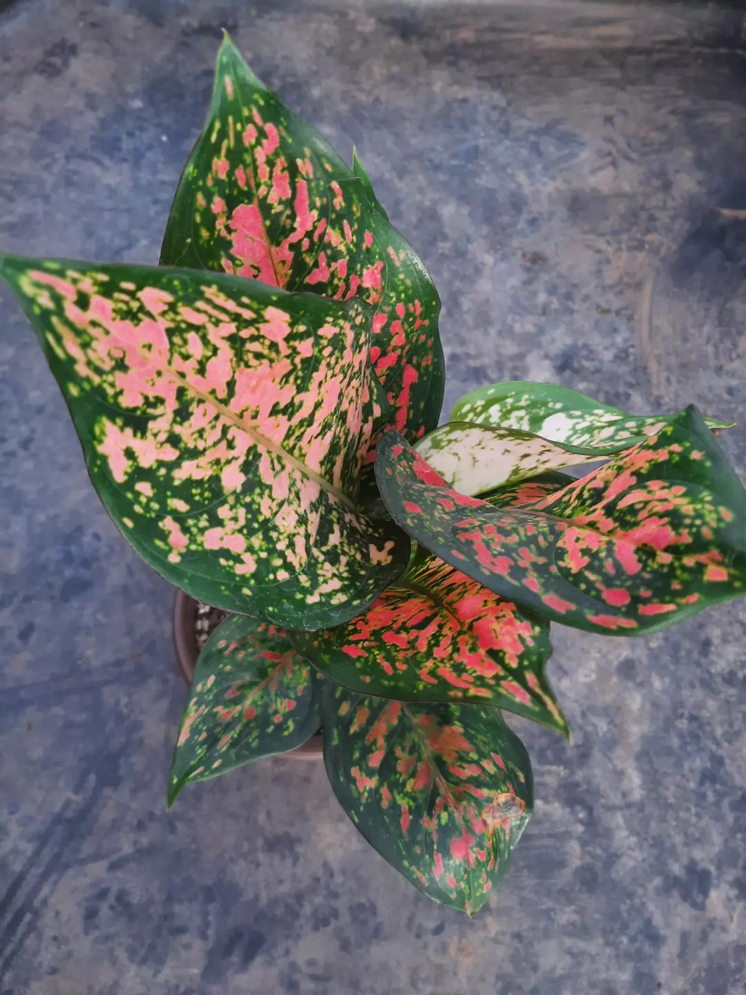 Lady Valentine Alga thumbnail