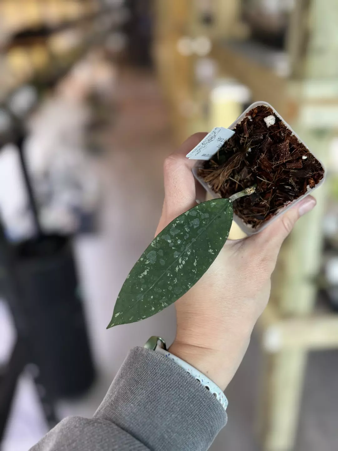 Hoya sp. Bur Kendawi SS012 thumbnail