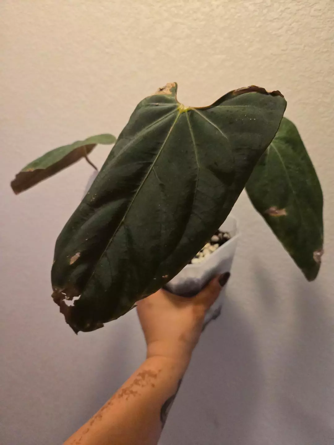 0009 anthurium blue pap x black sweet thumbnail