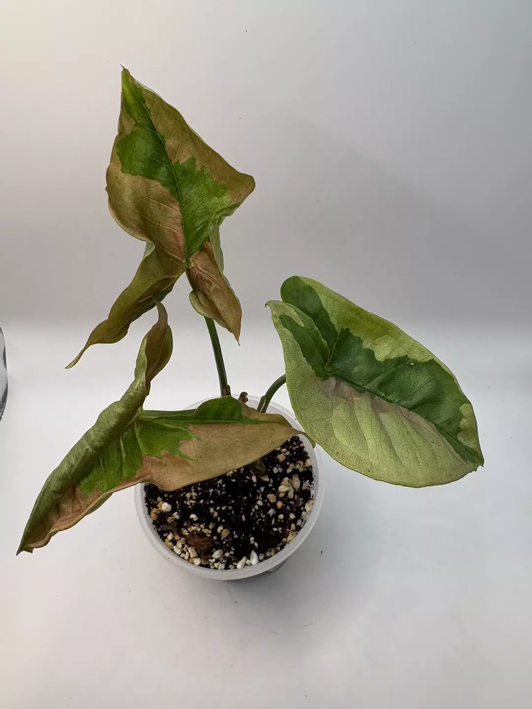 Syngonium pink lava thumbnail