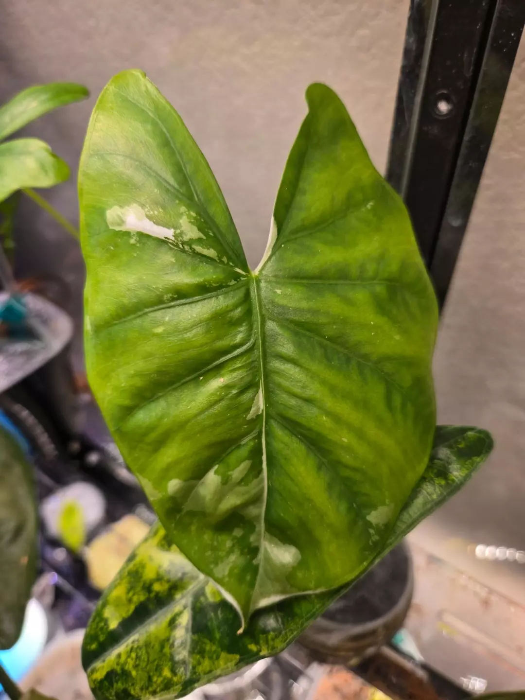 alocasia epilithica albo CORM thumbnail