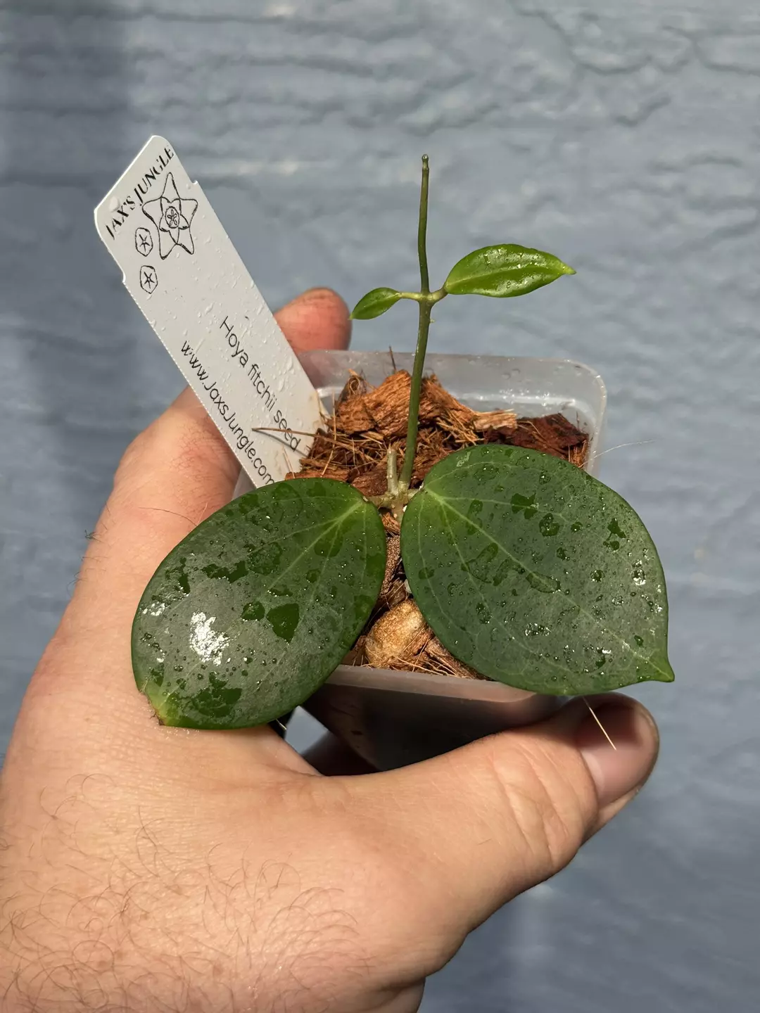 Hoya fitchii seed thumbnail