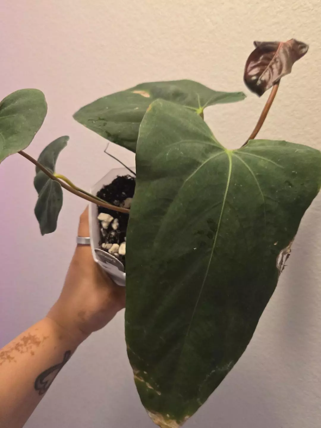 anthurium blue pap x black sweet #5 thumbnail