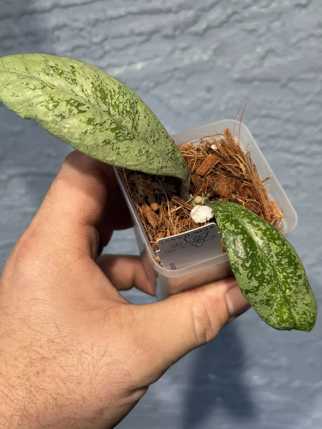 Hoya 'Lorelai' (Mutation from EPC-196) thumbnail