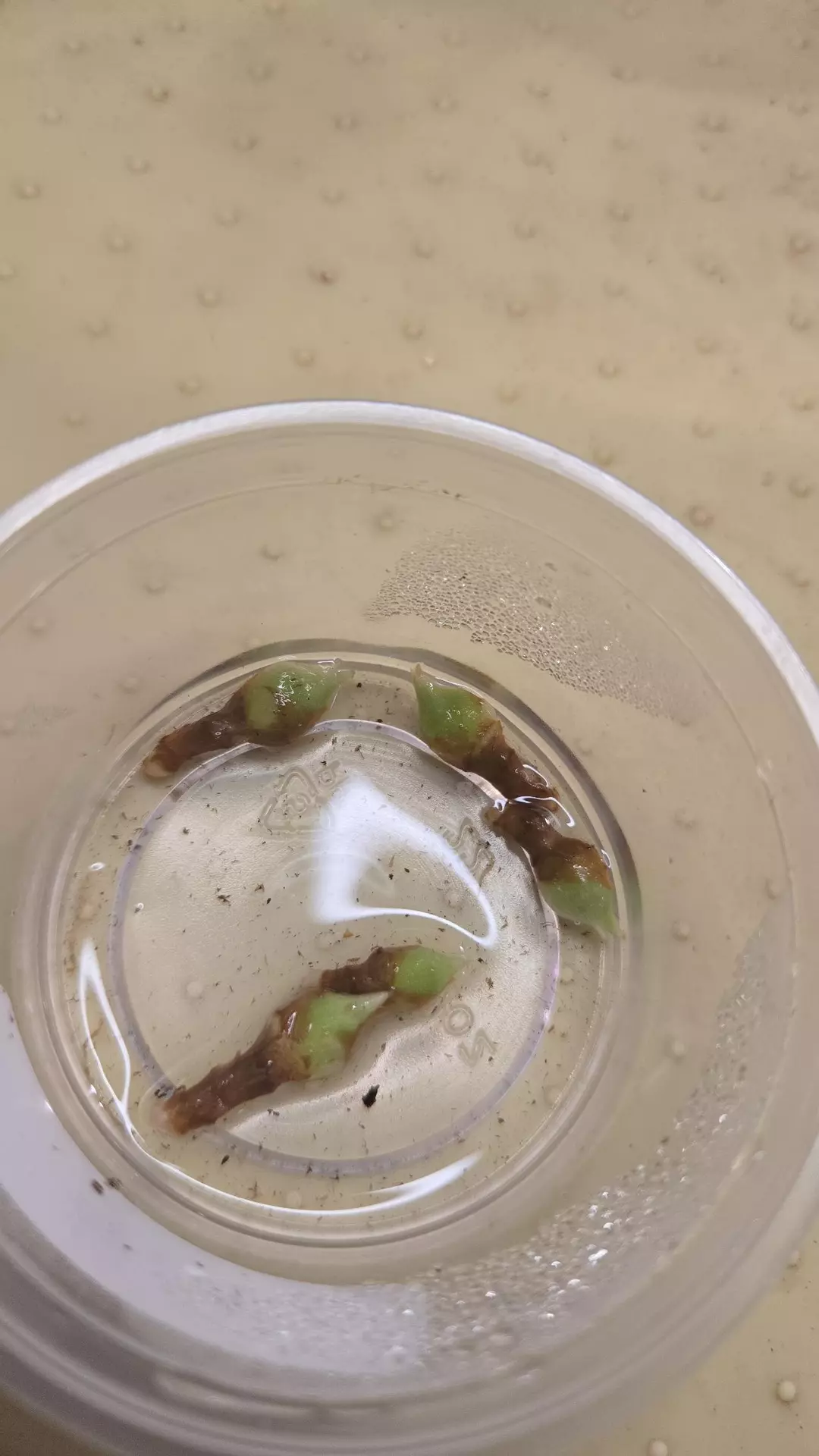 alocasia watsoniana white vein CORM thumbnail