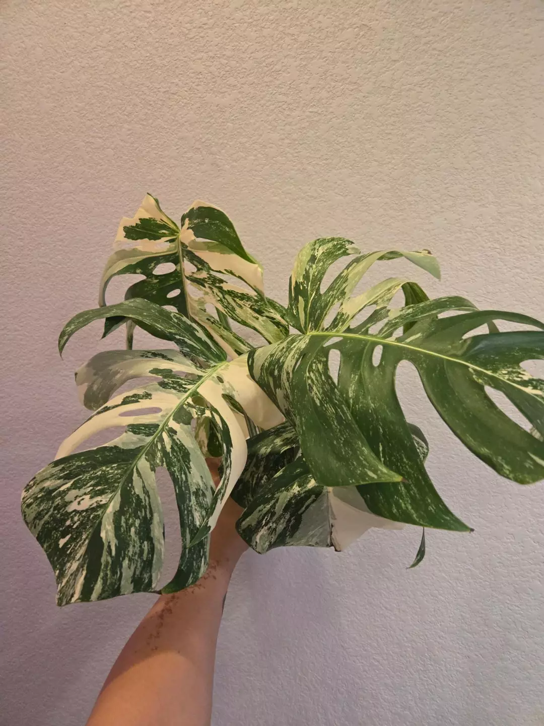🔥HOT BUY🔥monstera albo #5 FRESH IMPORT thumbnail