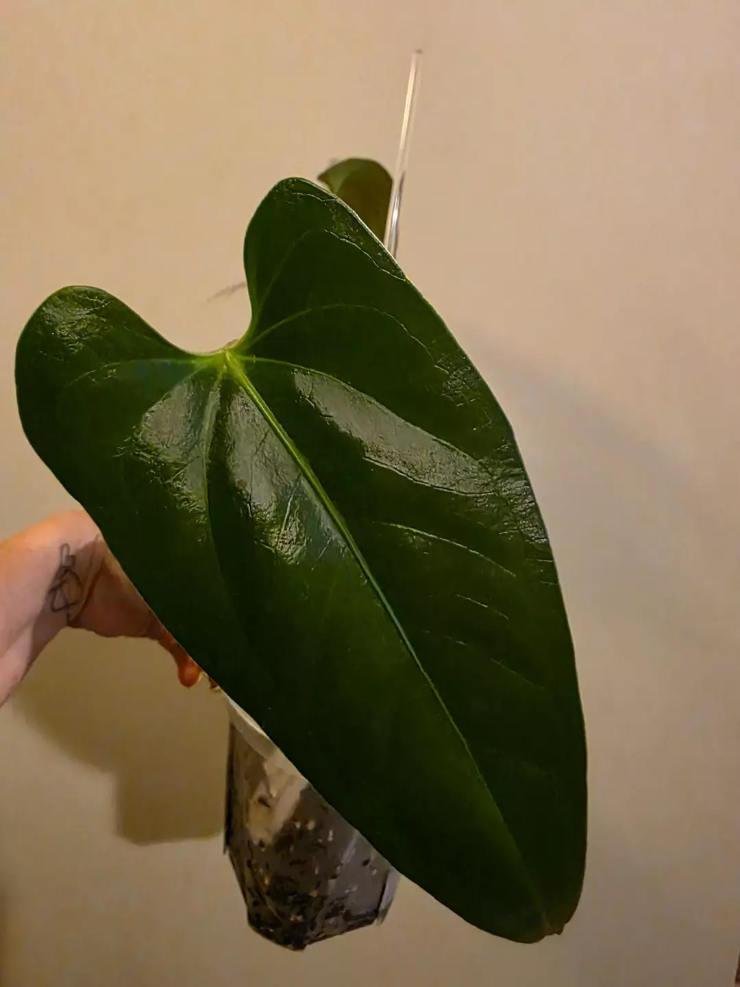 Anthurium (regale x magnificum verde) x nigrolaminum 'Gigi' thumbnail