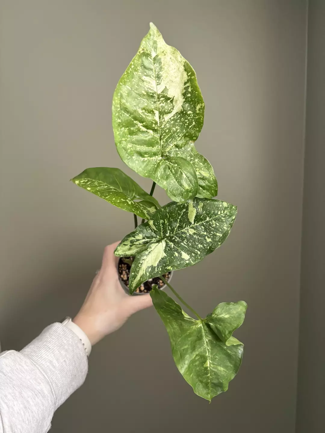 Syngonium Panda Galaxy thumbnail