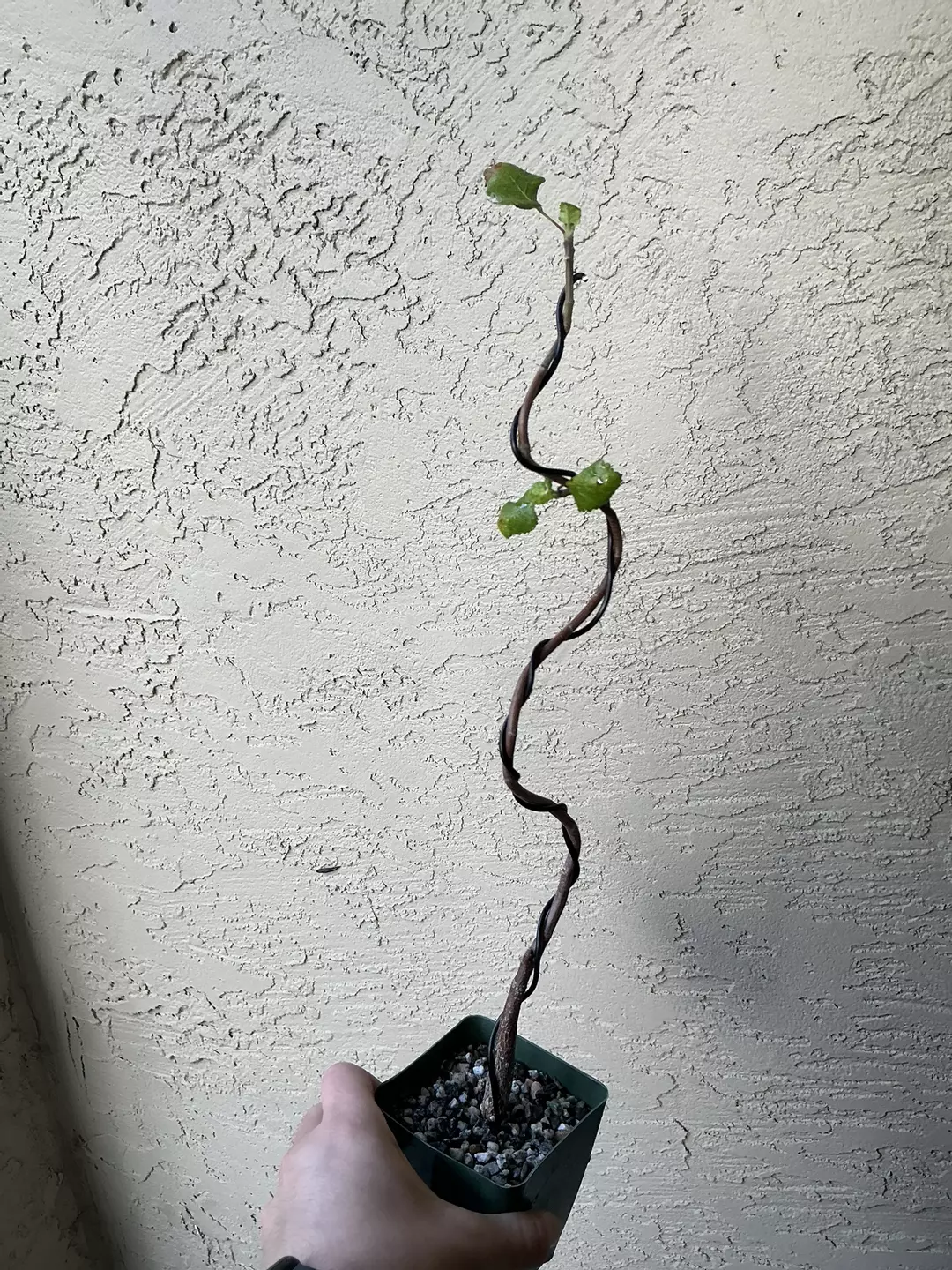 Bursera hindsiana – Wired Bonsai thumbnail