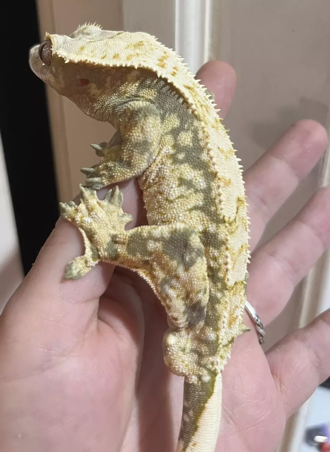 Green base Extreme Harle male spotless  41g 4/26/24 hatch thumbnail