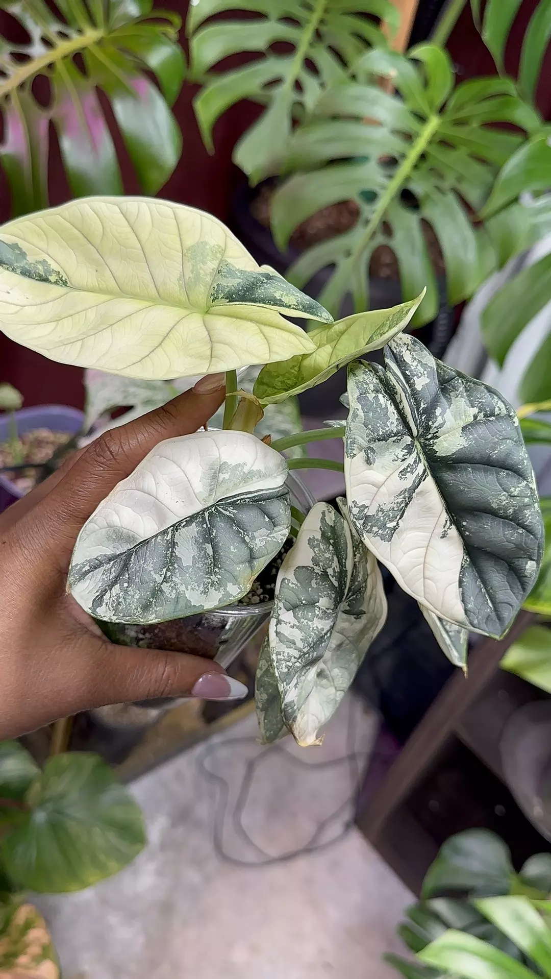 Silver Dragon Albo rooted corm thumbnail