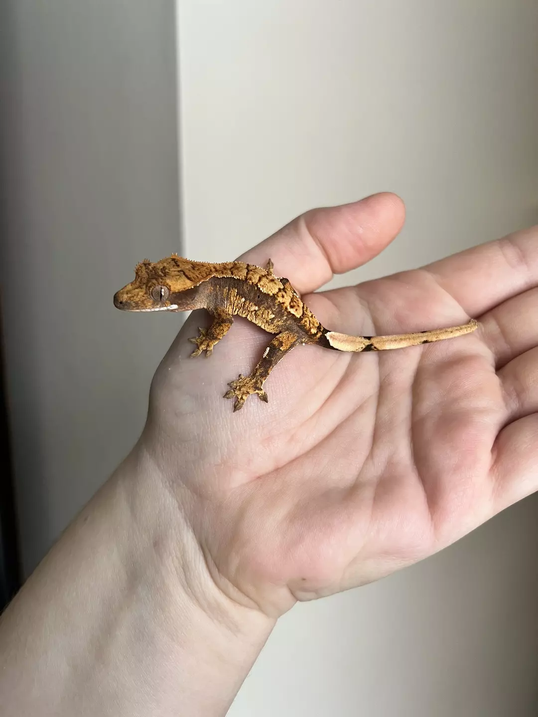 PO4: No Pores Seen: 5 grams: Dark Base Harlequin thumbnail