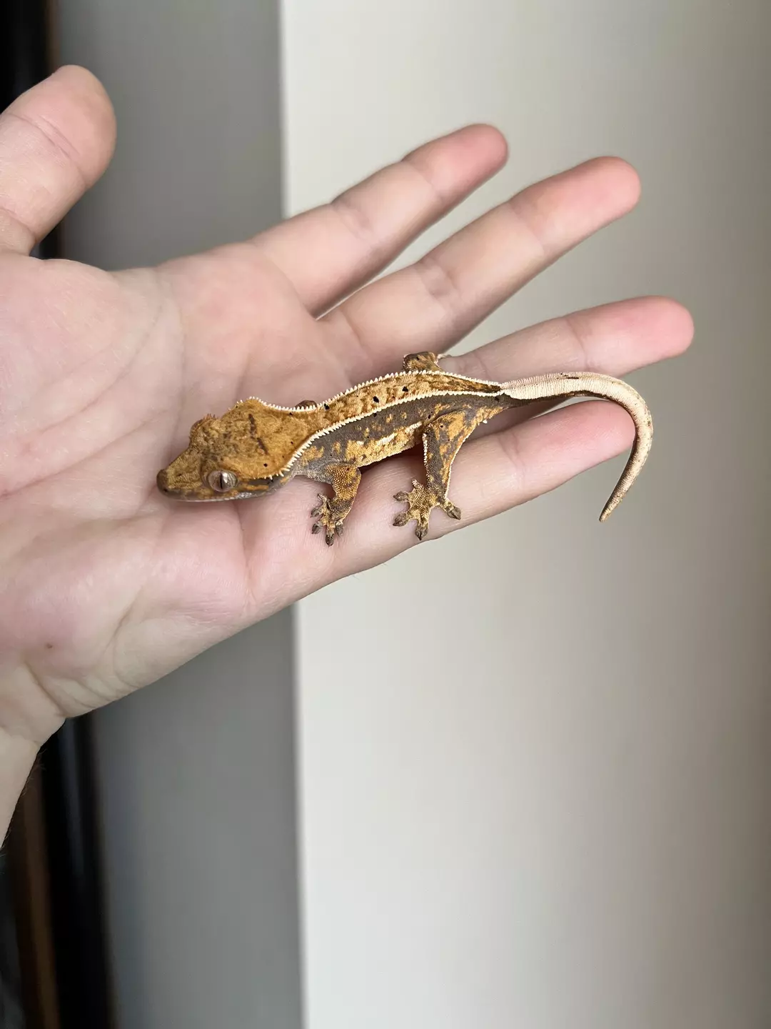 TC: Lavendar Pinstripe: Possible Pores Seen: 5 grams thumbnail